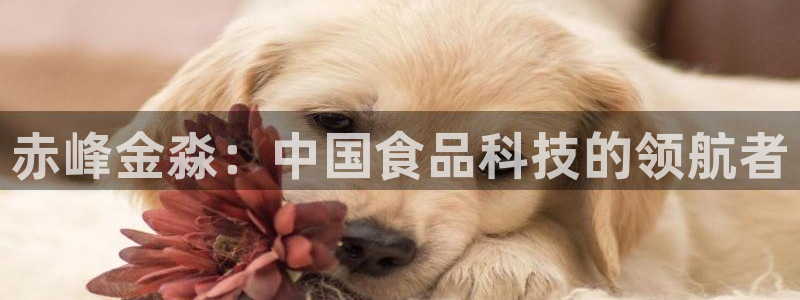 赤峰金淼：中国食品科技的领航者