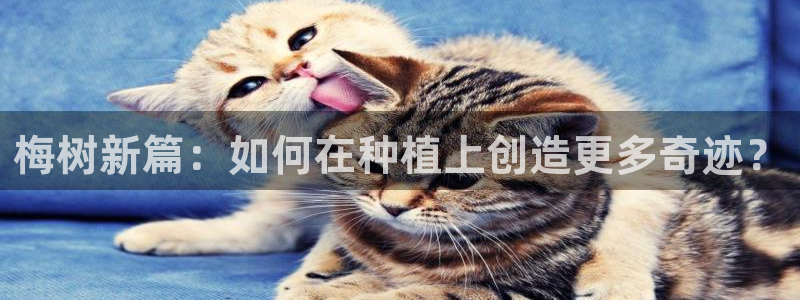 梅树新篇：如何在种植上创造更多奇迹？